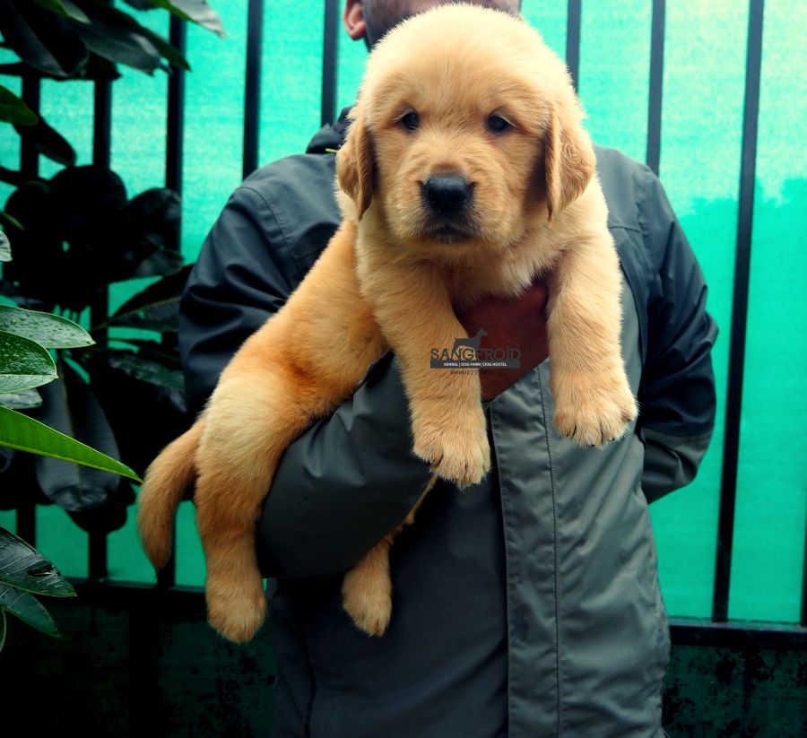 Image of Golden Retriever posted on 2022-08-22 04:07:05 from Mumbai